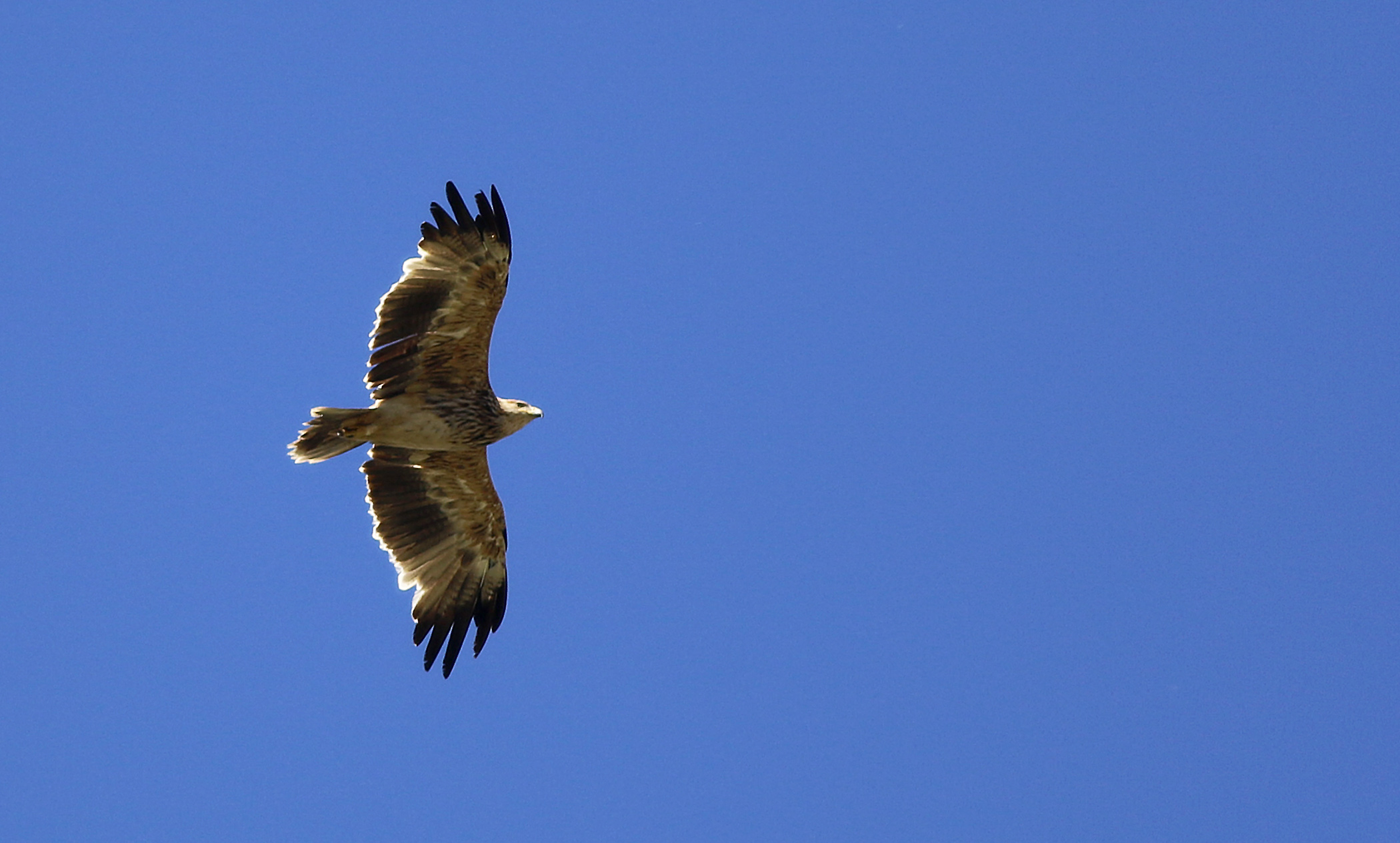 Imperial Eagle